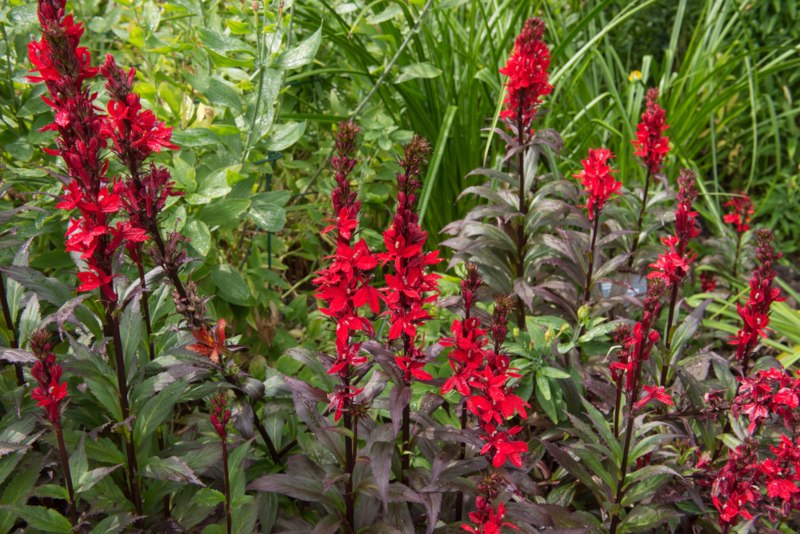 Cardinal-Flower