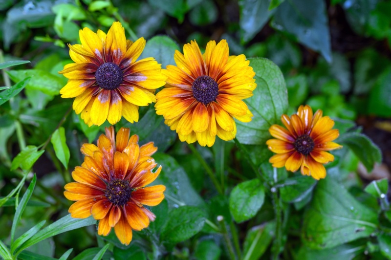 Cherokee-Sunset-Rudbeckia