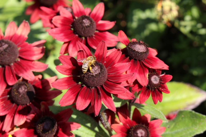 Cherry-Brandy-Rudbeckia