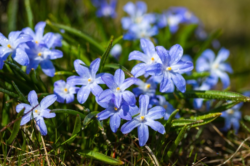 Chionodoxa-luciliae