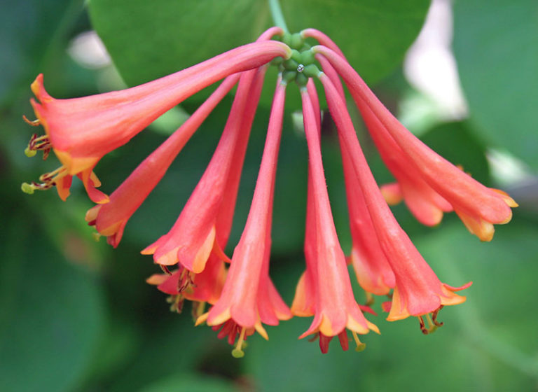 Growing Coral Honeysuckle (Tip Guide) Garden Lovers Club