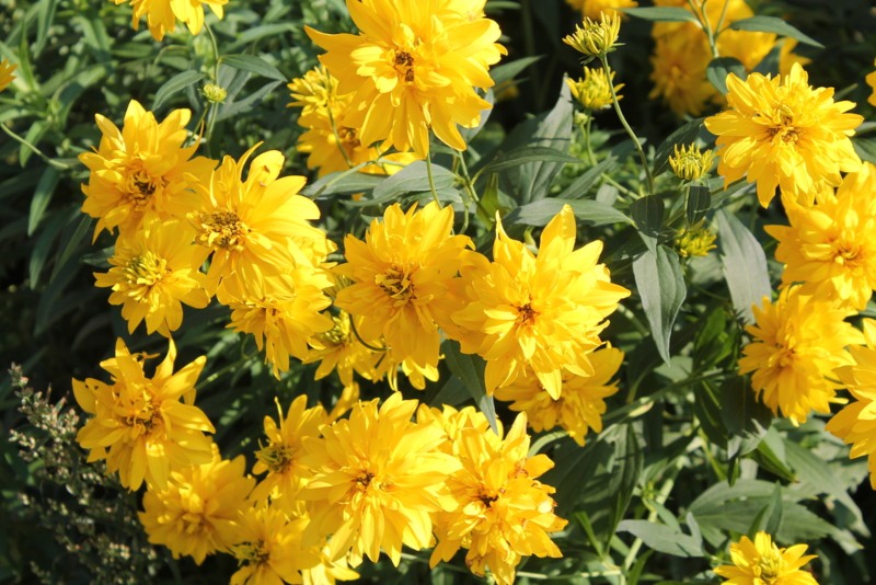 Cut-leaf-Coneflower (Rudbeckia-laciniata)