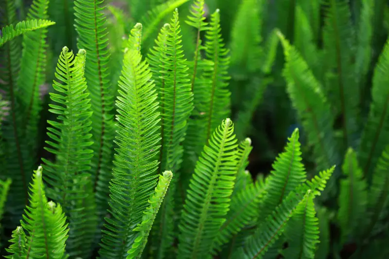 Ferns