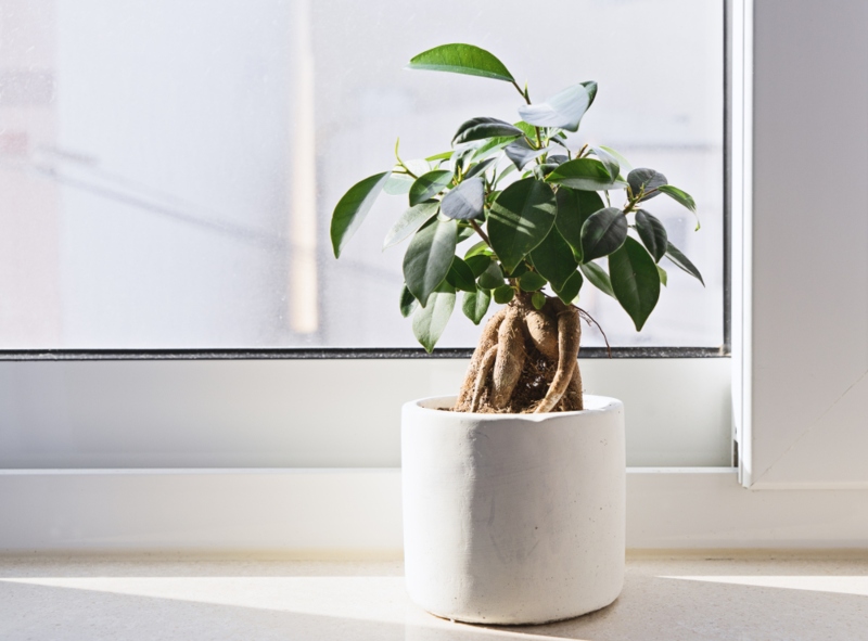 Ficus-Bonsai-Tree