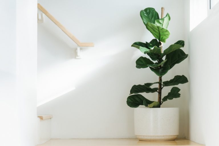 15 Best Plants for Apartments - Garden Lovers Club