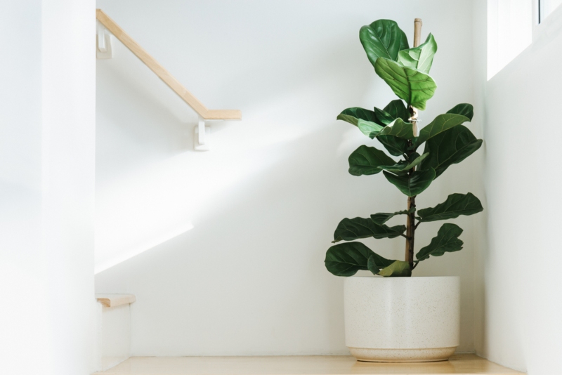 Fiddle-leaf Plant