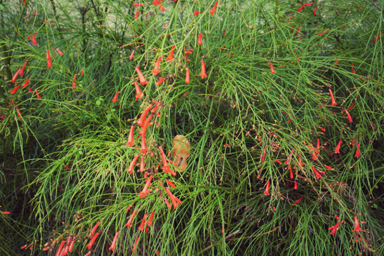 Growing Firecracker Plants (Coral Plant) Garden Lovers Club