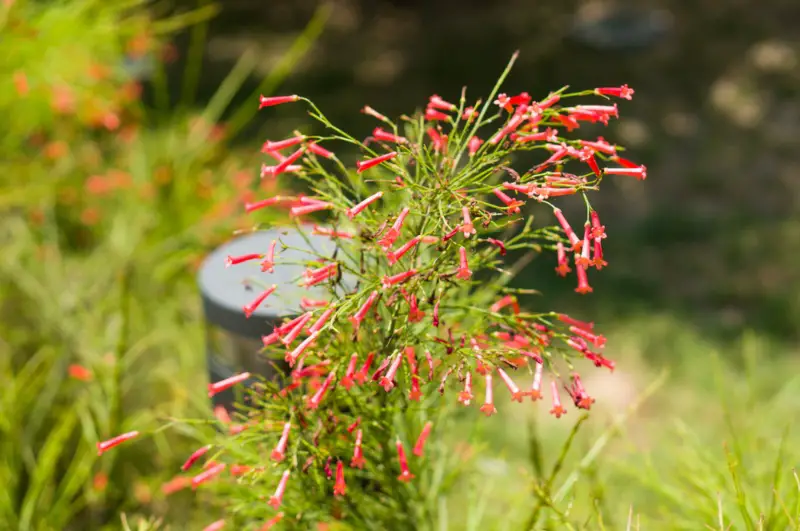 Firecracker-Plant