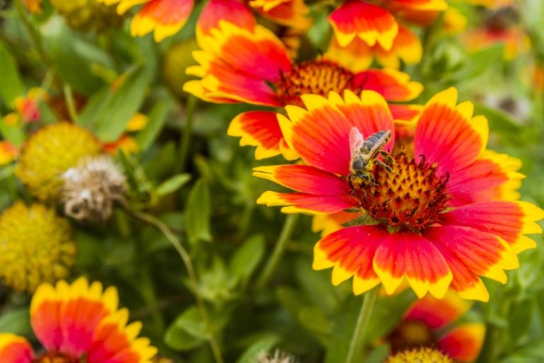 Different Types of Gaillardia (Blanket Flower) Garden Lovers Club