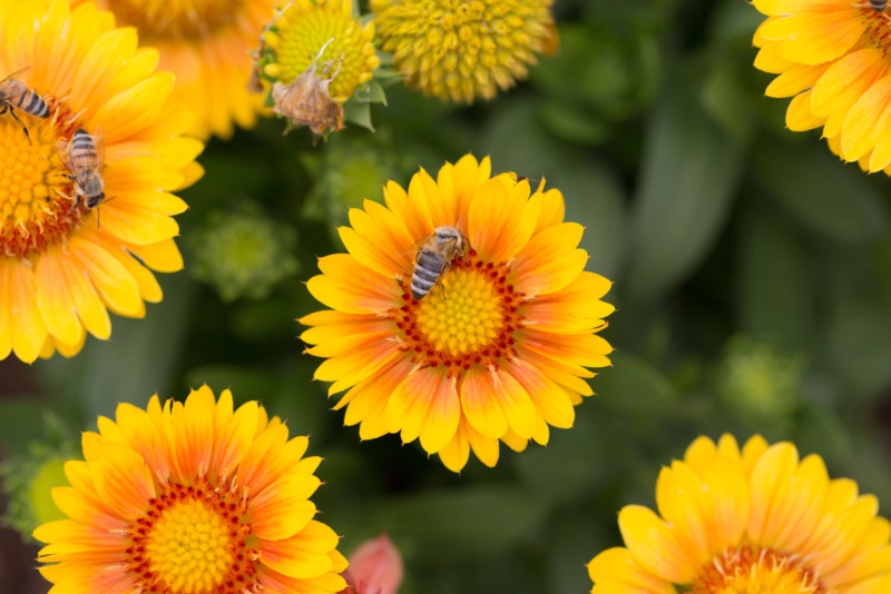 Gaillardia-'Arizona-Apricot'