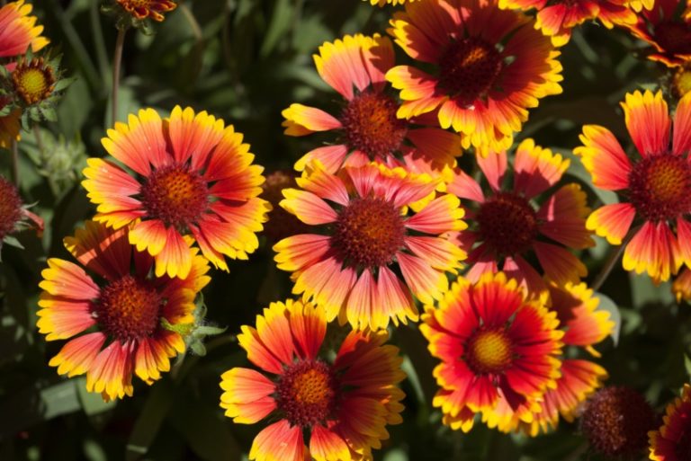 Different Types of Gaillardia (Blanket Flower) Garden Lovers Club