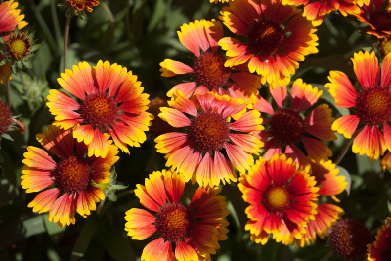 Gaillardia-Arizona-Sun