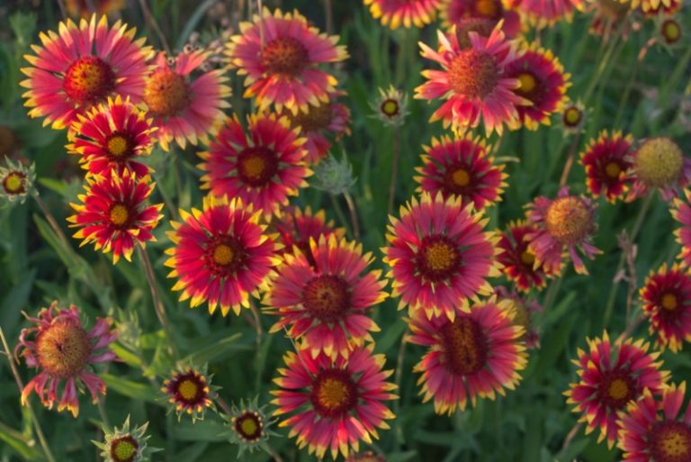 Different Types of Gaillardia (Blanket Flower) Garden Lovers Club