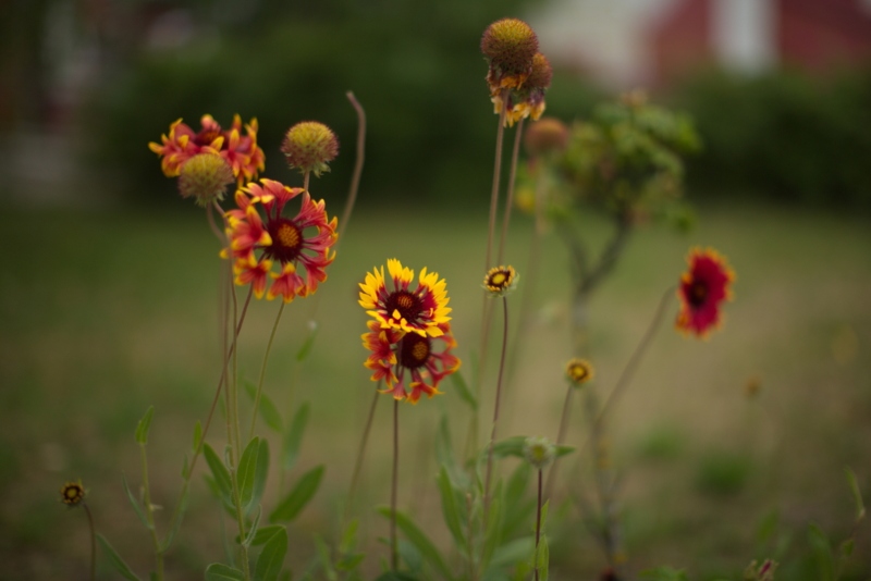 Gaillardia-Fanfare-Blaze