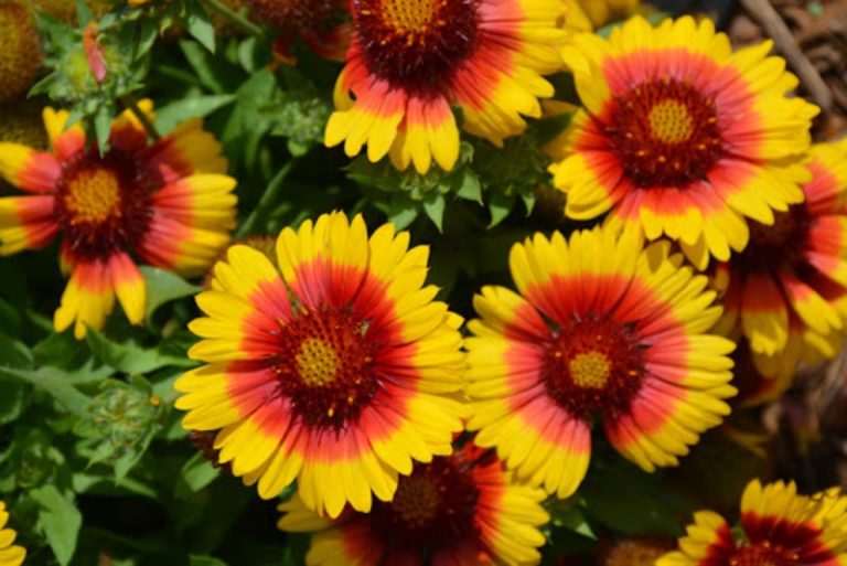 Different Types of Gaillardia (Blanket Flower) Garden Lovers Club