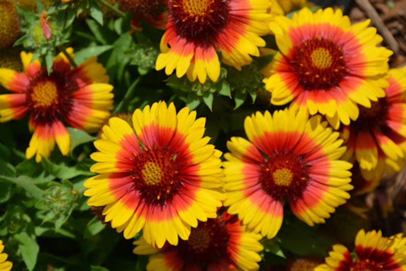 Gaillardia-Mesa-Bright-Bicolor