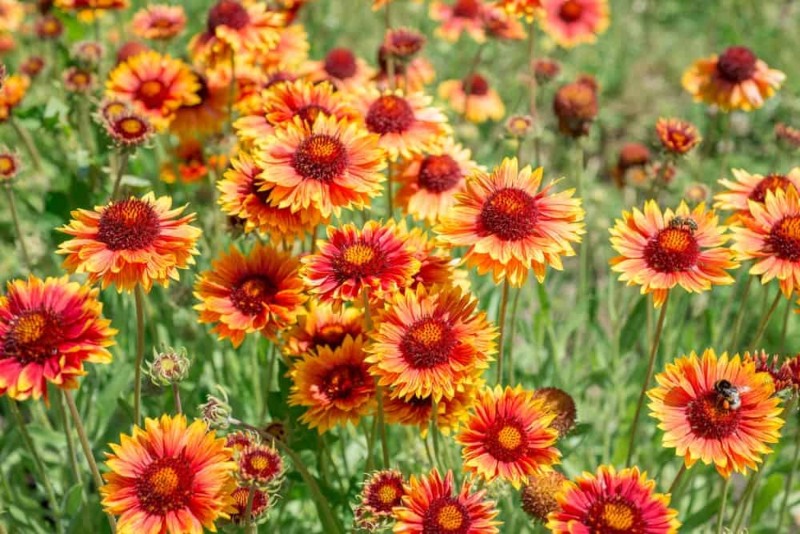 Gaillardia 'Oranges-and-Lemons'