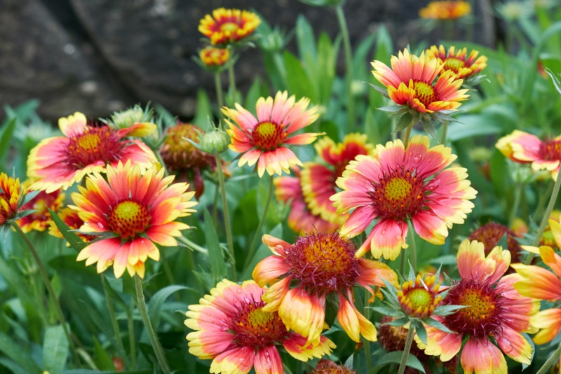 Gaillardia-Pulchella