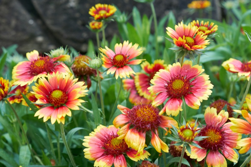 Gaillardia-Pulchella