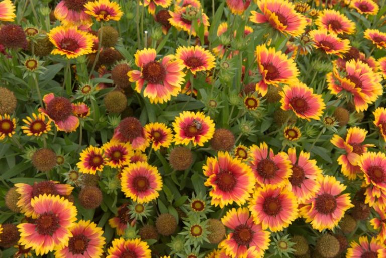 Different Types of Gaillardia (Blanket Flower) Garden Lovers Club