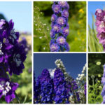 Growing Delphinium