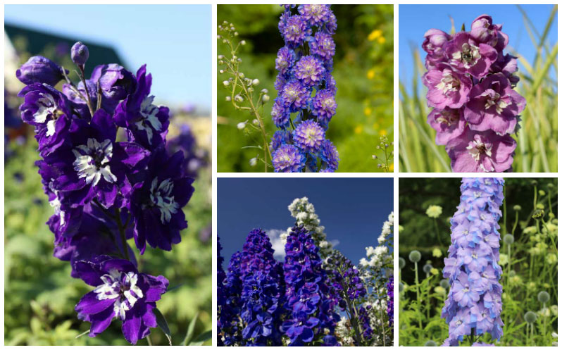 Growing Delphinium