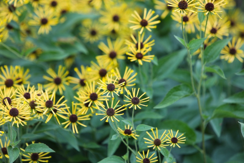 Henry-Eilers-Rudbeckia