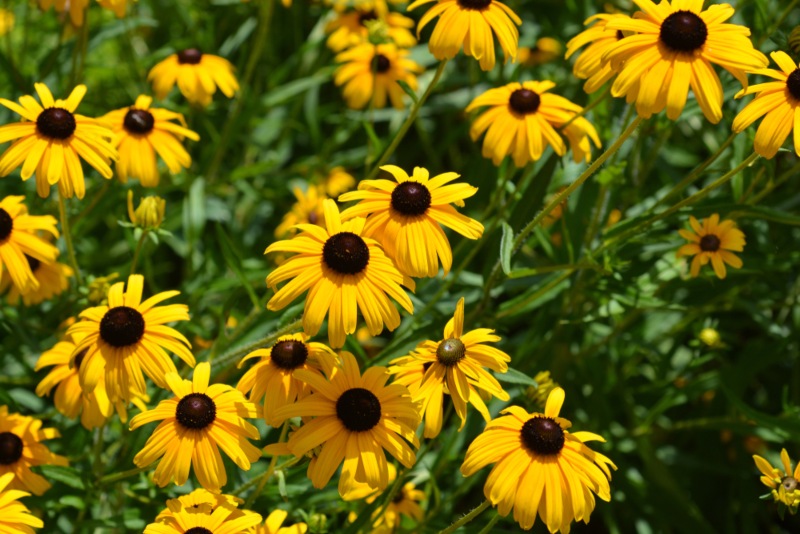 Indian-Summer-Rudbeckia