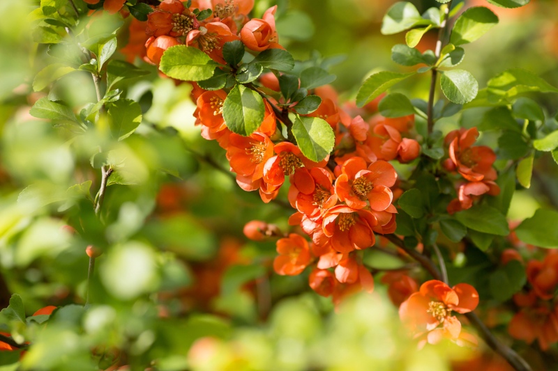 Japanese-Quince