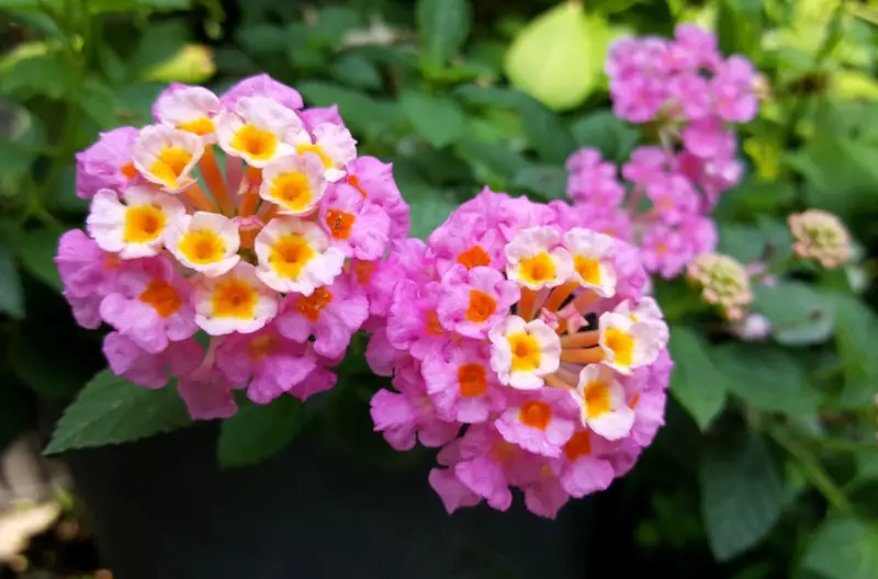 Lantana