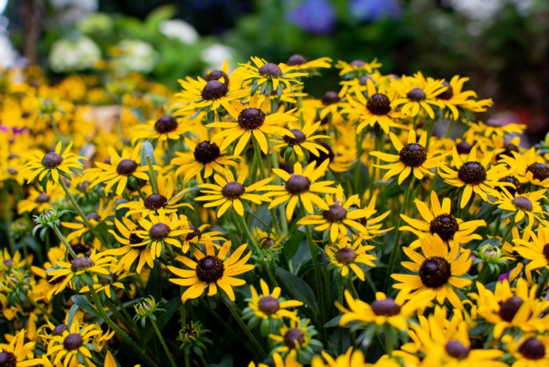 Little-Goldstar-Rudbeckia