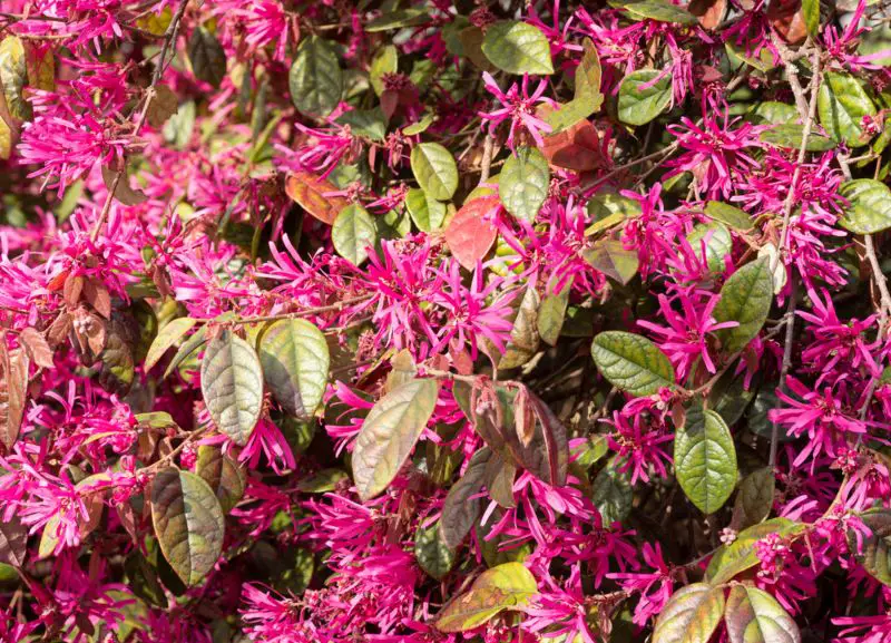 Loropetalum