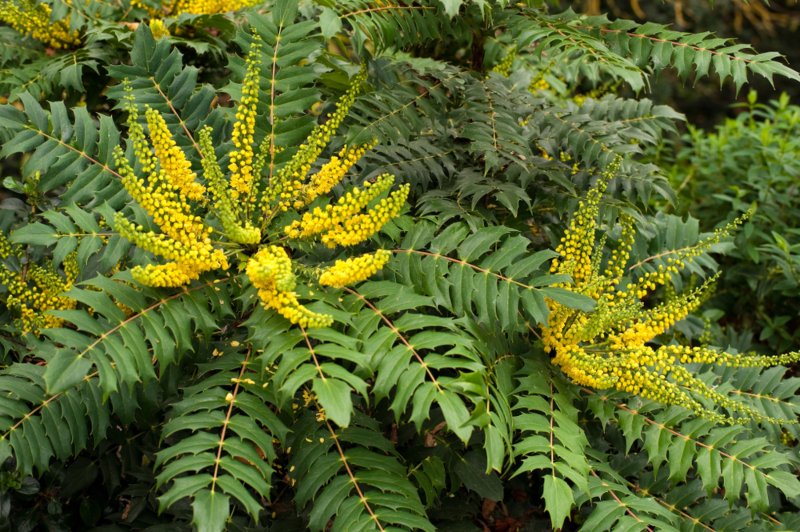 Mahonia
