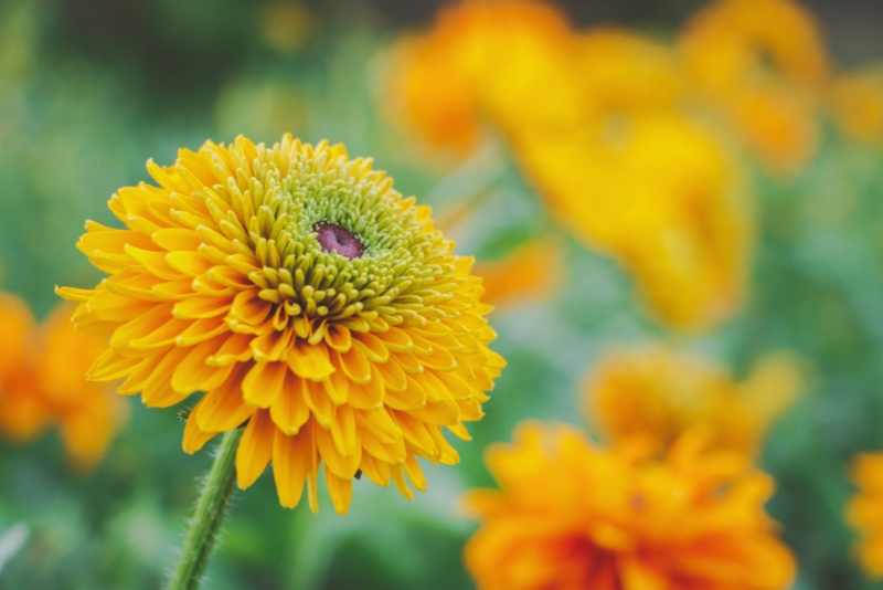 Maya-Rudbeckia