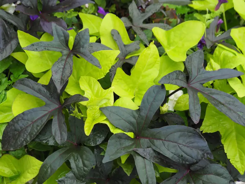 Ornamental-Sweet-Potato-Vine