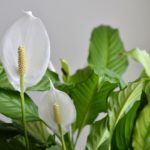 Peace-Lily (Spathiphyllum)