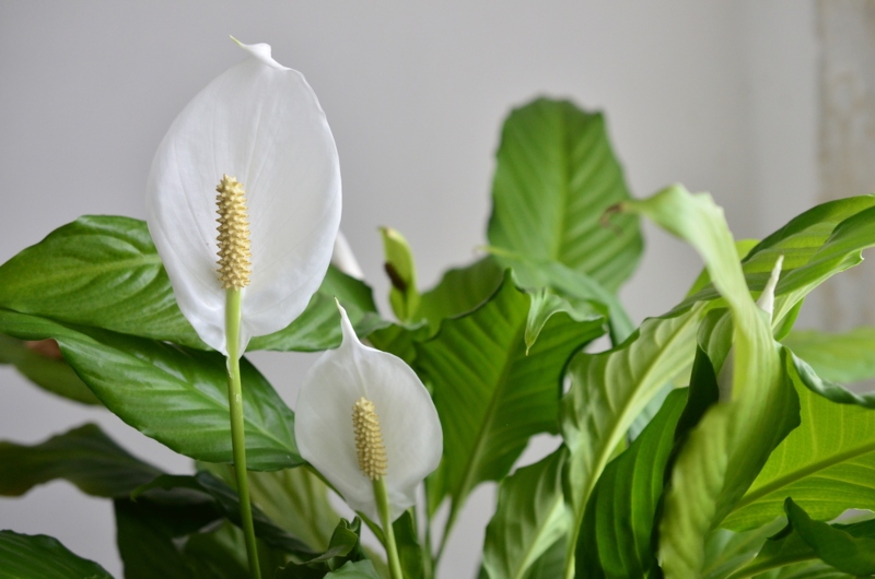 Peace-Lily (Spathiphyllum)