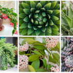 Houseplants For West Facing Windows