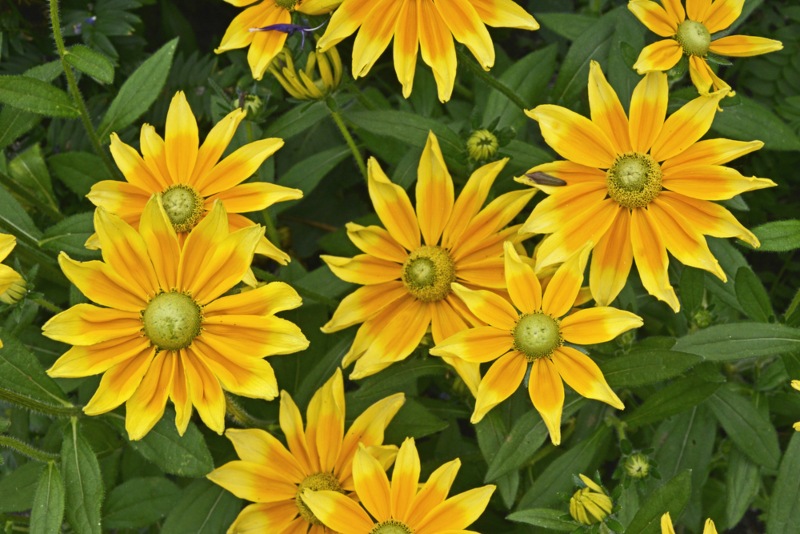 Prairie-Sun-Rudbeckia