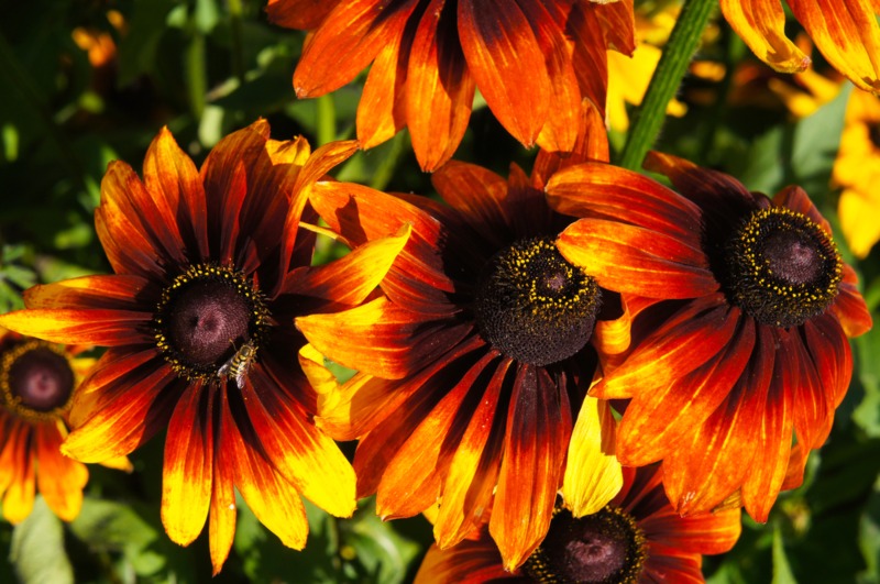 Rudbeckia-hirta-moreno