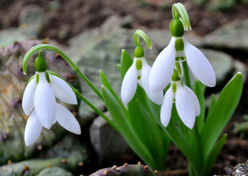 Snowdrops