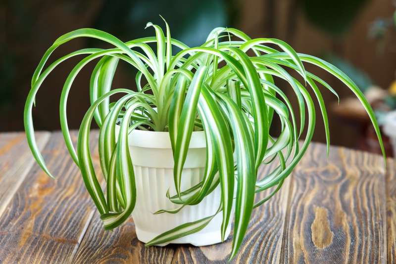 Spider-Plants