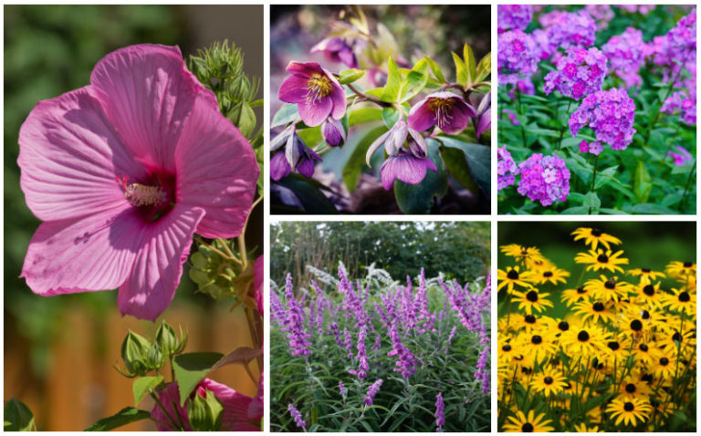 12 Best Salt-Tolerant Perennials - Garden Lovers Club