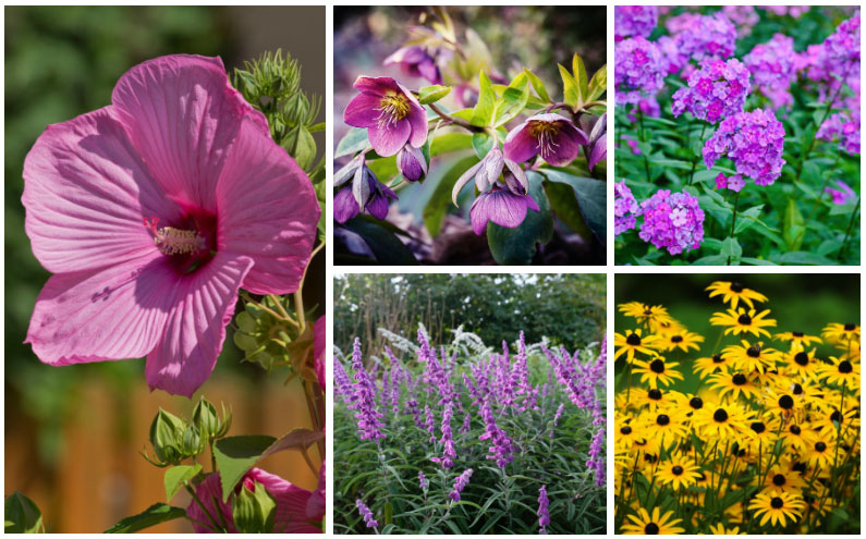 17 Perfect Texas Perennials (North and South Texas)