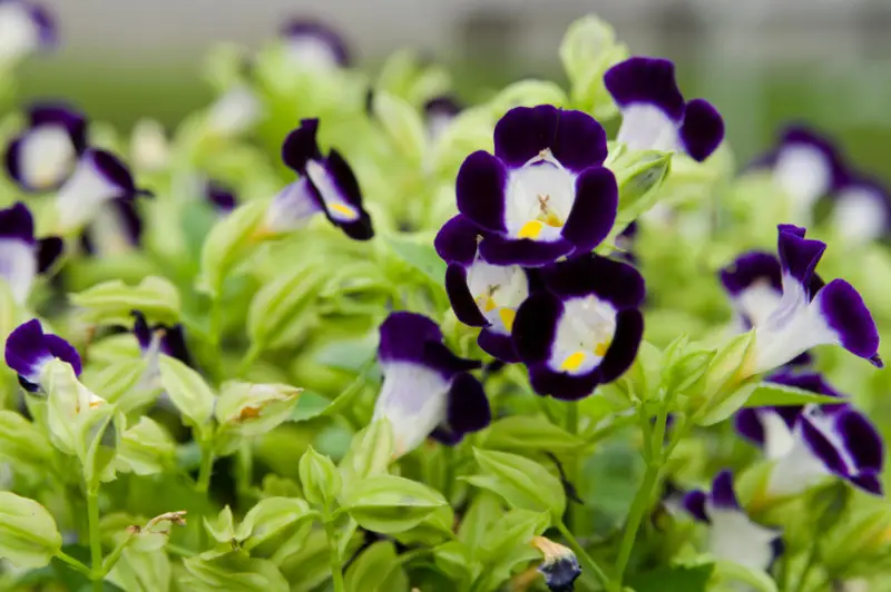 Torenia