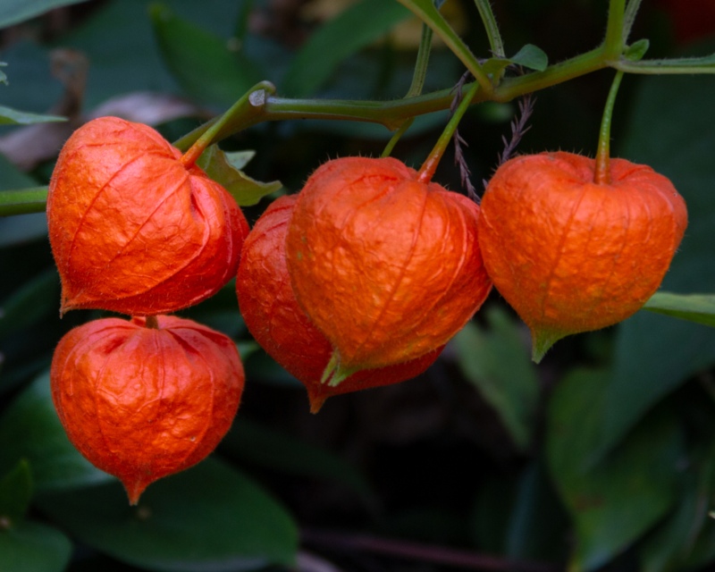Gorgeous Winter Flowering Perennials Garden Lovers Club