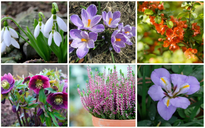 winter flowering perennials