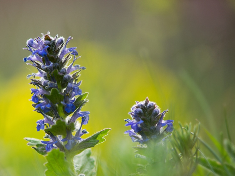 Ajuga-reptans 'Catlin's-Giant' 