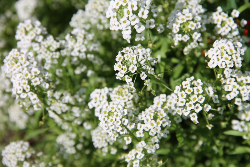 Alyssum