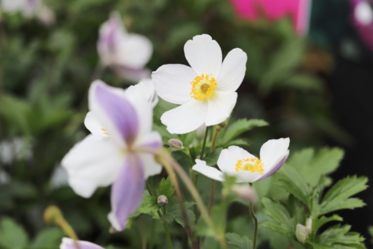 10 Perfect Oklahoma Perennials Garden Lovers Club